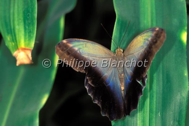 caligo eurilochus.JPG - Caligo eurilochus (recto)Papillon chouetteOwl butterflyLepidoptera, NymphalidaeSerre à papillons, France
